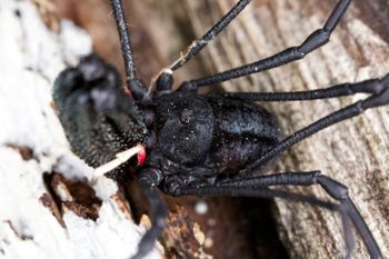 Media type: image; Invertebrate Zoology 29275